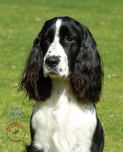 English Springer Spaniel 9J37D-20.JPG